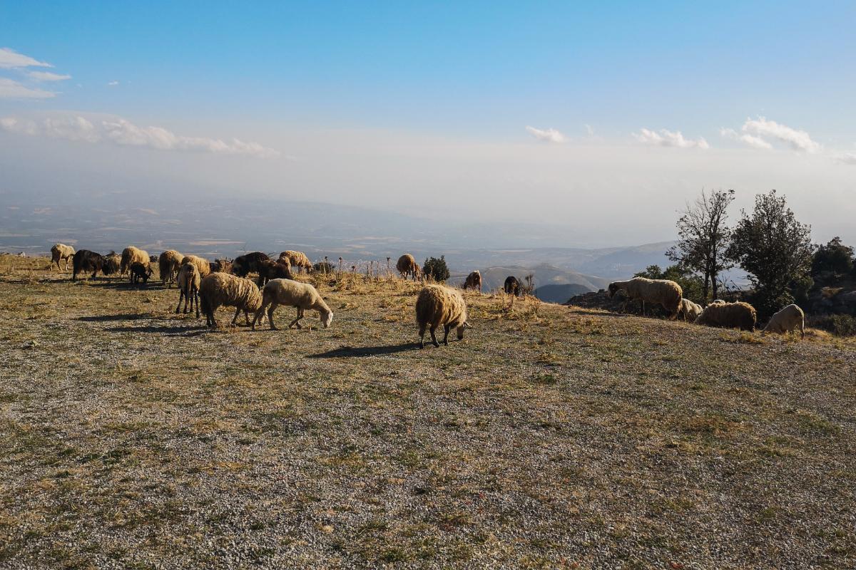 paesaggio calabria monte sellaro