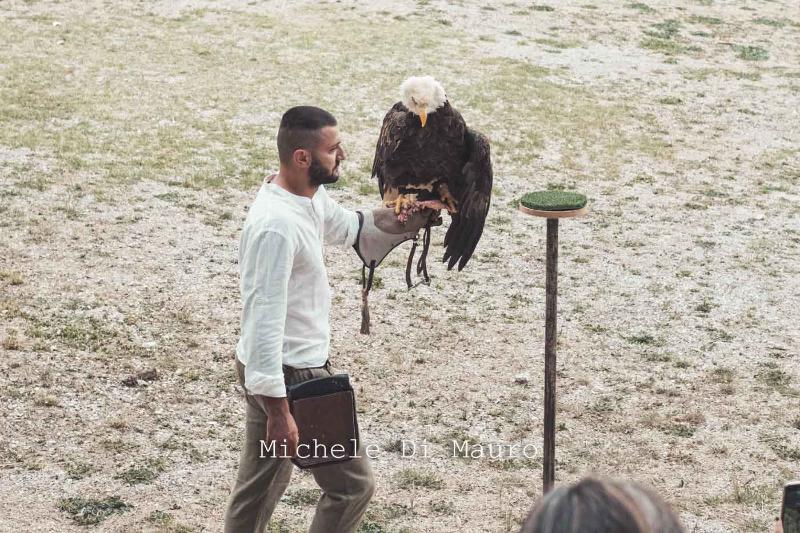 Spettacolo di falconeria