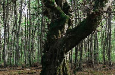 Faggeta vetusta dei monti Cimini