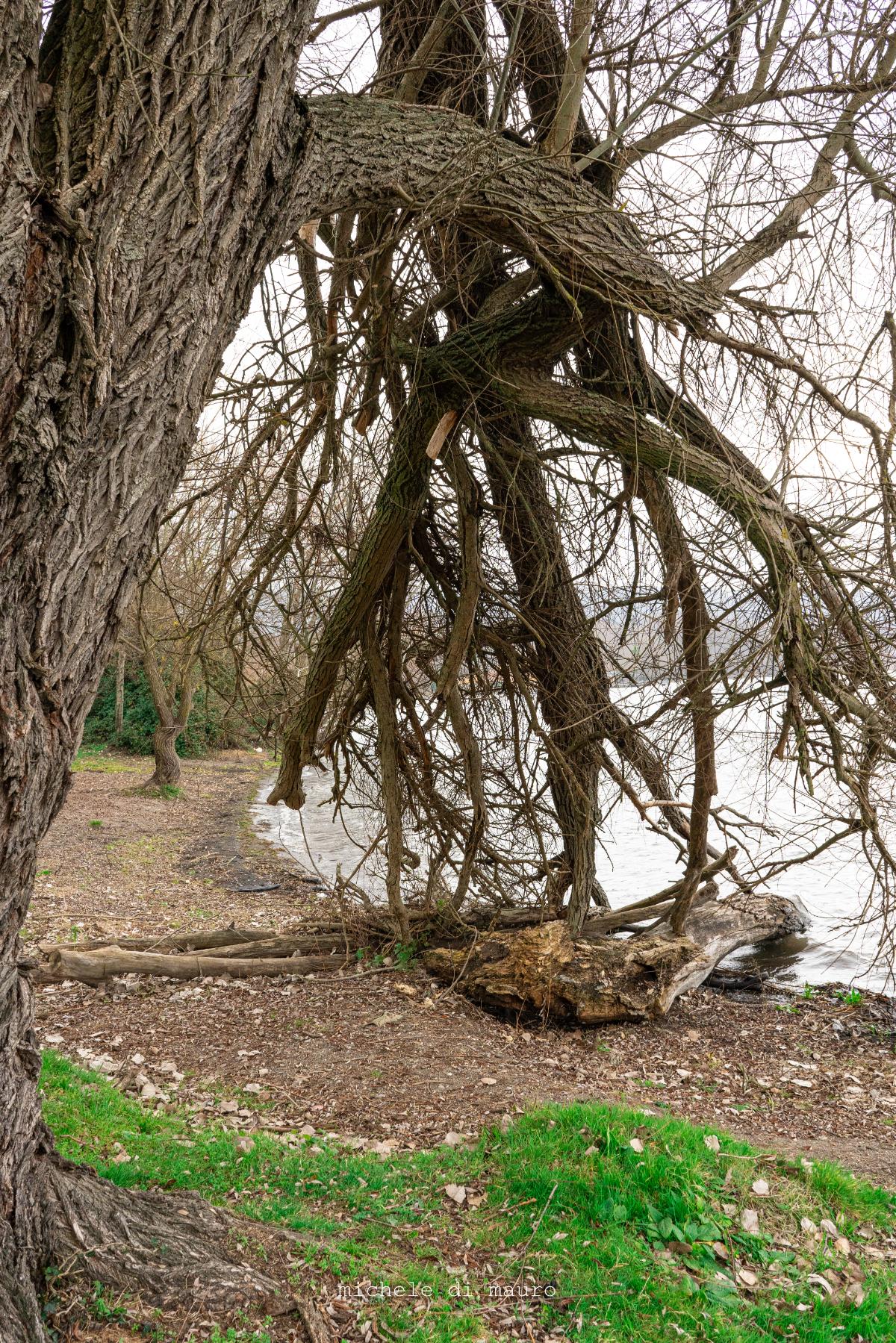 Natura nell'Oasi del lago di Vico